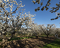 Orchard Blossom 55